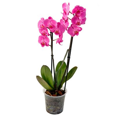 Орхидея в горшке «Ярко-розовая»